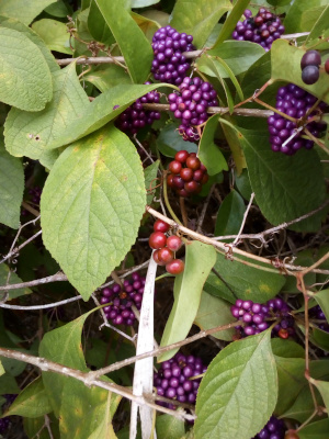 [In the middle of the image are two clumps of brownish-red berries. Above and below them are purple beautyberries which are smaller in diameter. There are two sets of leaves with the beautyberry ones much larger than the other. The brown-red berries are nearly twice the diameter of a beautyberry berry.]